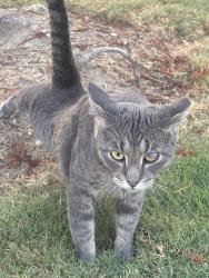 Found/Stray Male Cat last seen Houston Texas, Houston, TX 77060