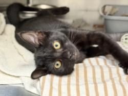 Shelter Stray Female Cat last seen , 1850 W 60th St, Los Angeles, CA 90047, USA