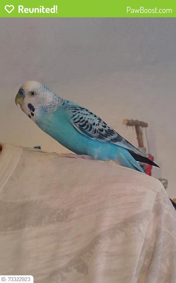 Reunited Male Bird last seen Jordan Park and Jefferson Park, Brampton, ON L6S 3T6