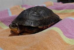 Shelter Stray Unknown Other last seen BROUGHT TO THE PRESIDIO, 1419 Bryant St, San Francisco, CA 94103, USA