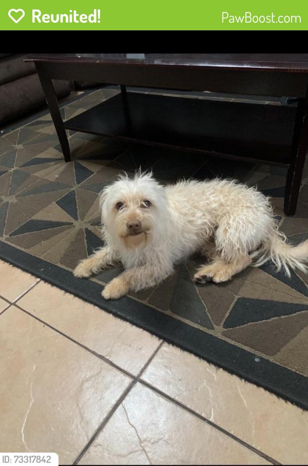 Reunited Male Dog last seen Harding way, Stockton, CA 95205
