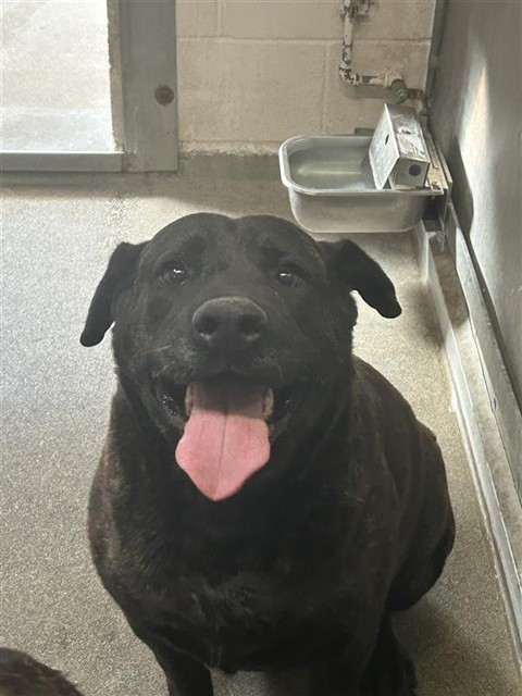 Shelter Stray Male Dog last seen IRIS AVE & ALBATROSS WAY, 2127 Front St, Sacramento, CA 95818, USA