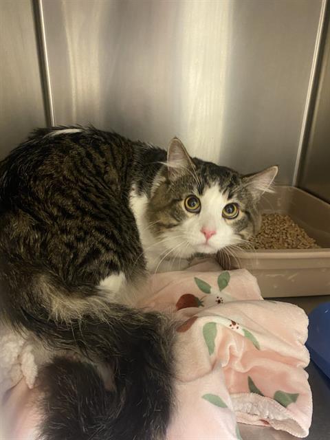 Shelter Stray Unknown Cat last seen Near BLOCK S 1950 W, 4522 W 3500 S, West Valley City, UT 84120, USA