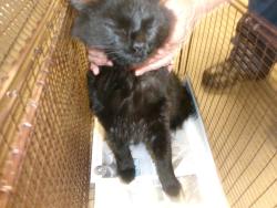 Shelter Stray Male Cat last seen , 14409 Vanowen St, Van Nuys, CA 91405, USA