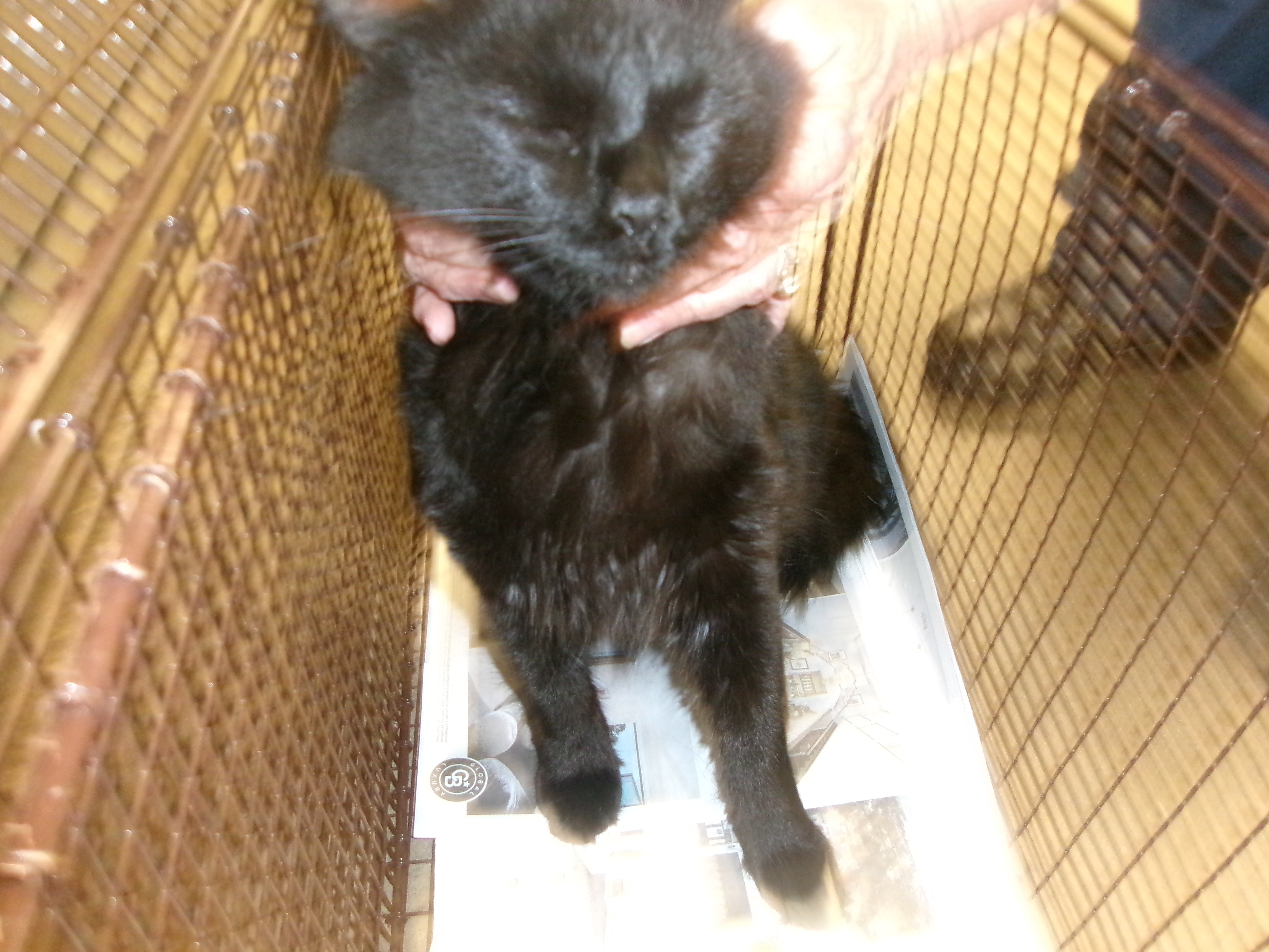 Shelter Stray Male Cat last seen , 14409 Vanowen St, Van Nuys, CA 91405, USA
