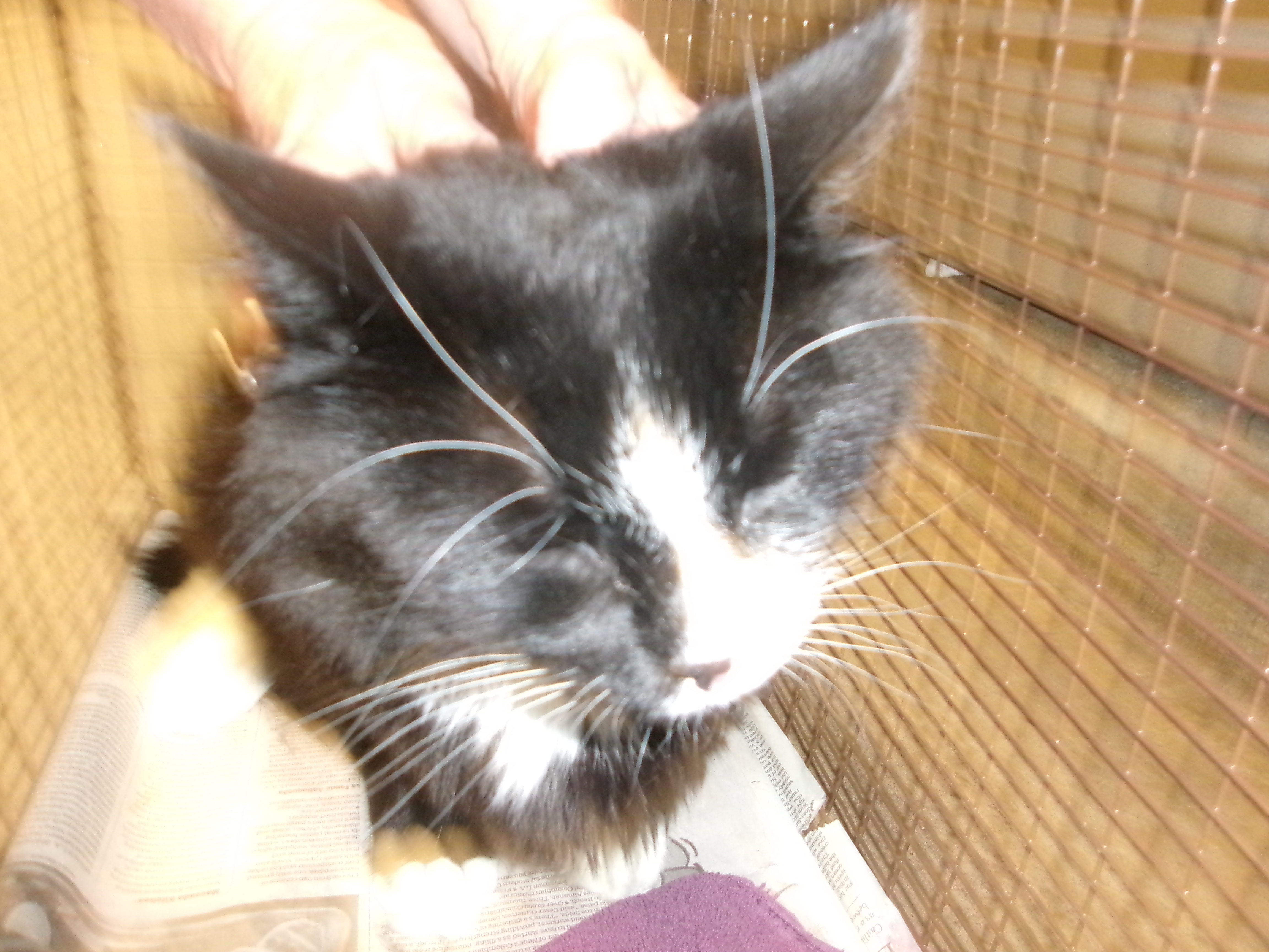 Shelter Stray Male Cat last seen , 14409 Vanowen St, Van Nuys, CA 91405, USA
