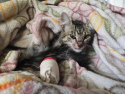 Shelter Stray Female Cat last seen SUNNY OAK & DRY CREEK, 11232 B Ave, Auburn, CA 95603, USA