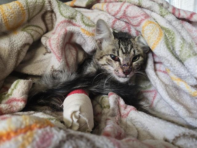 Shelter Stray Female Cat last seen SUNNY OAK & DRY CREEK, 11232 B Ave, Auburn, CA 95603, USA