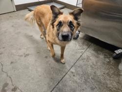 Shelter Stray Male Dog last seen , 4000 N Silverbell Rd, Tucson, AZ 85745, USA