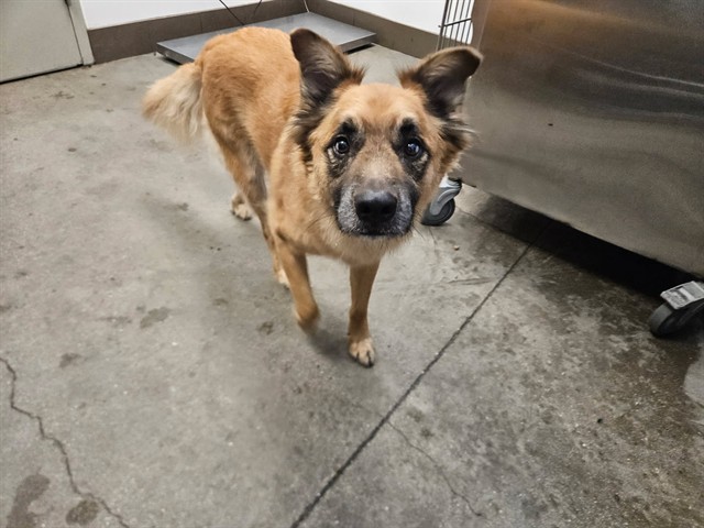 Shelter Stray Male Dog last seen , 4000 N Silverbell Rd, Tucson, AZ 85745, USA
