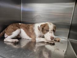 Shelter Stray Female Dog last seen , 4000 N Silverbell Rd, Tucson, AZ 85745, USA