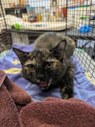Shelter Stray Female Cat last seen , 4000 N Silverbell Rd, Tucson, AZ 85745, USA