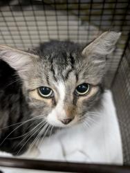 Shelter Stray Male Cat last seen , 4000 N Silverbell Rd, Tucson, AZ 85745, USA