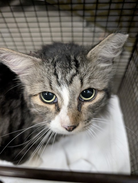 Shelter Stray Male Cat last seen , 4000 N Silverbell Rd, Tucson, AZ 85745, USA