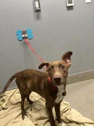 Shelter Stray Male Dog last seen Near BLOCK BOULDER HWY, LAS VEGAS NV 89121, 655 N Mojave Rd, Las Vegas, NV 89101, USA