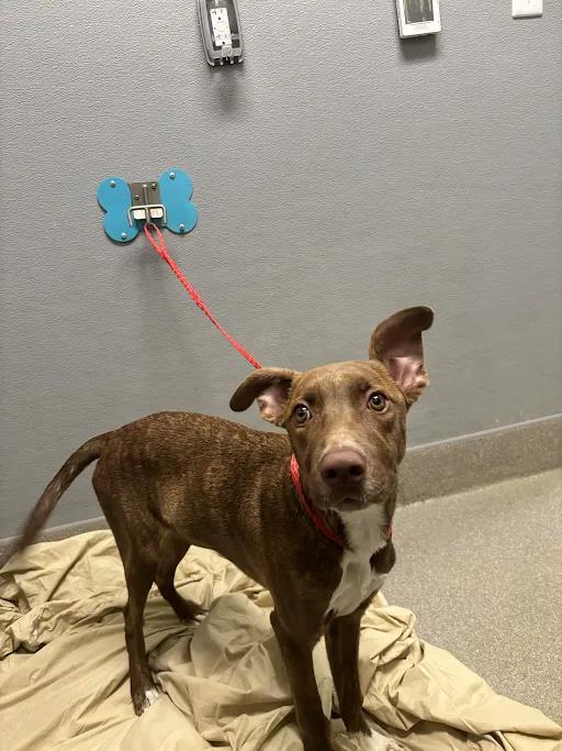 Shelter Stray Male Dog last seen Near BLOCK BOULDER HWY, LAS VEGAS NV 89121, 655 N Mojave Rd, Las Vegas, NV 89101, USA