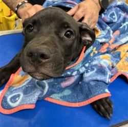 Shelter Stray Male Dog last seen 19TH AVE AND GREENWAY, 2500 S 27th Ave, Phoenix, AZ 85009, USA