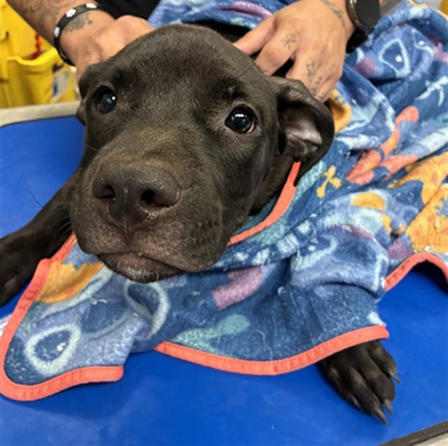 Shelter Stray Male Dog last seen 19TH AVE AND GREENWAY, 2500 S 27th Ave, Phoenix, AZ 85009, USA