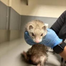 Shelter Stray Female Other last seen Near BLOCK CLEOPATRA AVE, LAS VEGAS NV 89115, 655 N Mojave Rd, Las Vegas, NV 89101, USA