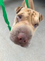 Shelter Stray Male Dog last seen BROADWAY & SHADOW CREEK HS, 8311 Freedom Dr, Pearland, TX 77581, USA