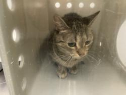 Shelter Stray Female Cat last seen Near BLOCK 111TH WAY SE, KENT WA 98031, 21615 64th Ave S, Kent, WA 98032, USA