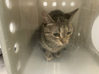 Shelter Stray Female Cat last seen Near BLOCK 111TH WAY SE, KENT WA 98031, 21615 64th Ave S, Kent, WA 98032, USA