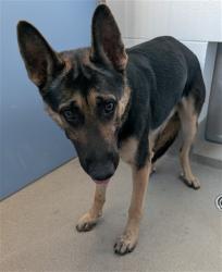 Shelter Stray Male Dog last seen SOUTH 8TH PLACE AND EAST OLD SOUTHERN AVE, 1920 S Lewis, Mesa, AZ 85210, USA