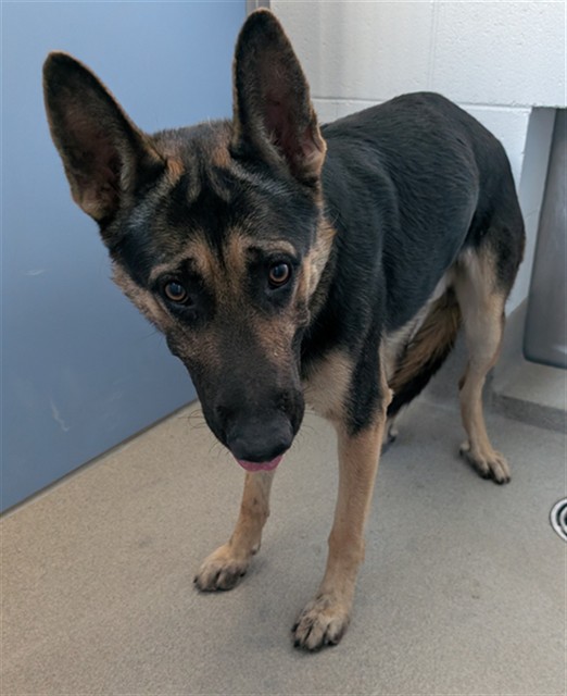 Shelter Stray Male Dog last seen SOUTH 8TH PLACE AND EAST OLD SOUTHERN AVE, 1920 S Lewis, Mesa, AZ 85210, USA
