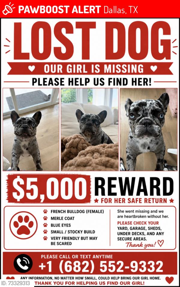 Lost Female Dog last seen Unknown, Dallas, TX 75204