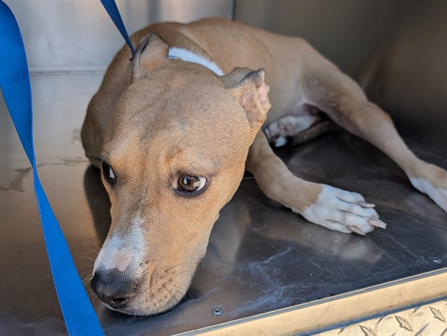 Shelter Stray Female Dog last seen E CALLE SAN ANGELO AND CALLE MOCTEZUMA, 1920 S Lewis, Mesa, AZ 85210, USA