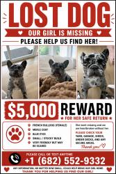 Lost Female Dog last seen Unknown, Dallas, TX 75204