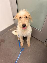 Shelter Stray Female Dog last seen MCCLINTOCK DR AND CHANDLER BLVD, 1920 S Lewis, Mesa, AZ 85210, USA