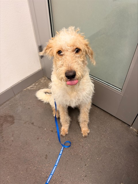 Shelter Stray Female Dog last seen MCCLINTOCK DR AND CHANDLER BLVD, 1920 S Lewis, Mesa, AZ 85210, USA