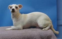 Shelter Stray Male Dog last seen , 216 W Victoria St, Gardena, CA 90248, USA