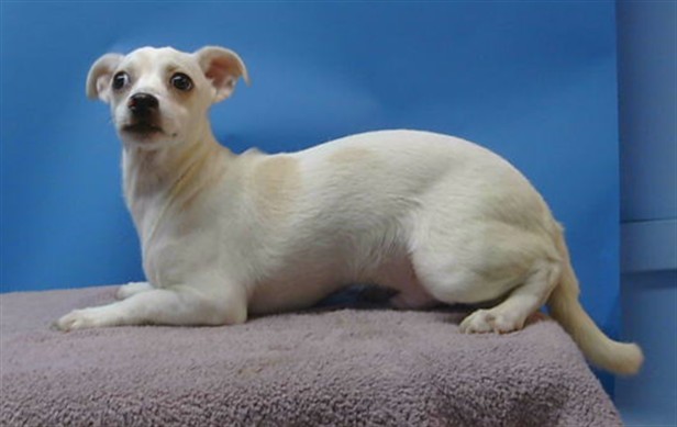Shelter Stray Male Dog last seen , 216 W Victoria St, Gardena, CA 90248, USA
