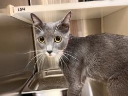 Shelter Stray Female Cat last seen Near BLOCK TESLA DR, COLORADO SPRINGS CO 80909, 610 Abbot Ln, Colorado Springs, CO 80905, USA