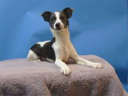 Shelter Stray Male Dog last seen , 216 W Victoria St, Gardena, CA 90248, USA