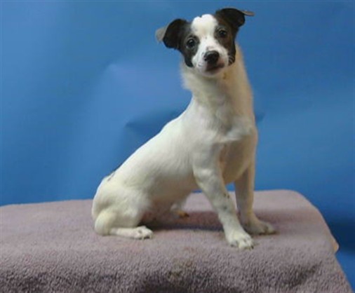 Shelter Stray Male Dog last seen , 216 W Victoria St, Gardena, CA 90248, USA