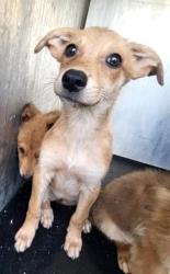 Shelter Stray Female Dog last seen Near BLOCK MISSION GRANDE, 4710 TX-151, San Antonio, TX 78227, USA