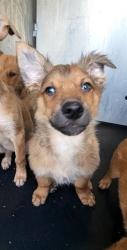 Shelter Stray Male Dog last seen Near BLOCK MISSION GRANDE, 4710 TX-151, San Antonio, TX 78227, USA