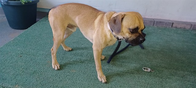 Shelter Stray Male Dog last seen , 4275 Elton St, Baldwin Park, CA 91706, USA