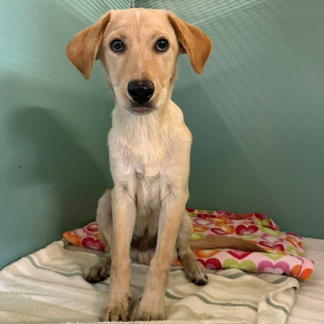 Shelter Stray Female Dog last seen , 600 Aviation Dr, Camarillo, CA 93010, USA