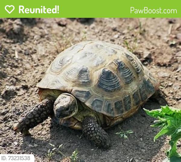 Reunited Male Reptile last seen 55th and Pennsylvania, Boulder, CO 80303