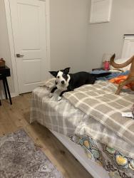 Found/Stray Female Dog last seen Escondido pool area, Montgomery County, TX 77354