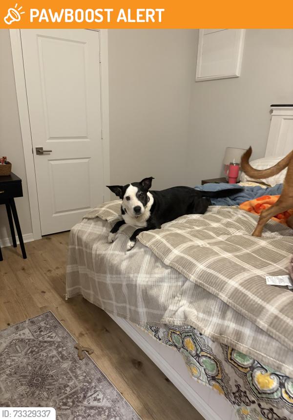 Found/Stray Female Dog last seen Escondido pool area, Montgomery County, TX 77354