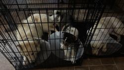 Lost Male Dog last seen West oak heights, Fredericksburg, TX 78624