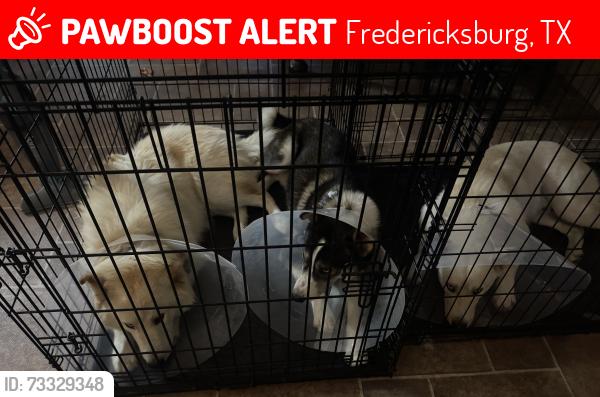Lost Male Dog last seen West oak heights, Fredericksburg, TX 78624