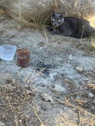 Found/Stray Unknown Cat last seen Hansen Dam Recreation Area 10900 Dronfield Ave Pacoima, CA 91040 United States, Los Angeles, CA 91331