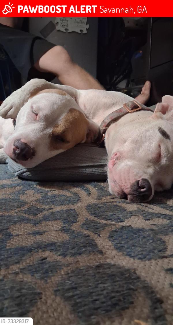 Lost Female Dog last seen Near & Blossom, Savannah, GA 31405