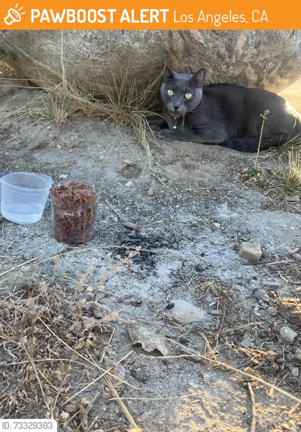 Found/Stray Unknown Cat last seen Hansen Dam Recreation Area 10900 Dronfield Ave Pacoima, CA 91040 United States, Los Angeles, CA 91331